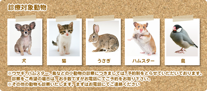 診療対象動物:※その他の動物も診察いたします。まずはお電話にてご連絡ください。※ウサギ、ハムスター、鳥などの小動物の診察につきましては、予約制をとらせていただいております。診察をご希望の場合は、お手数ですがお電話にてご予約をお取り下さい。